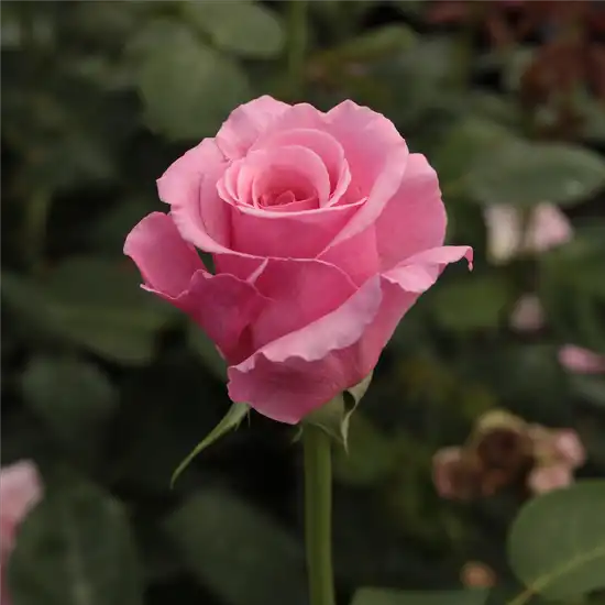 Roz - Trandafiri - Kanizsa - 